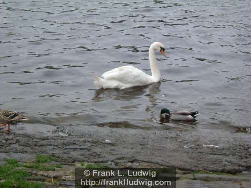 Swans